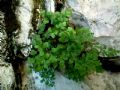 Asplenium ruta-muraria